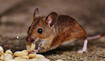 24 Hour & Emergency Exterminators in Egyptian Shores, IL